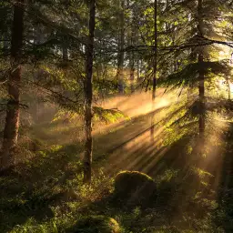 Nature